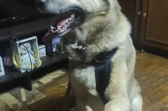 Найдена собака, Москва, фото: Найдена собака на Прибрежном проезде, Москва