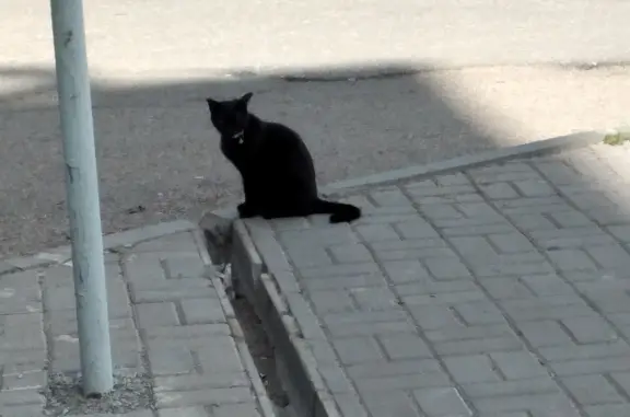 Найдена черная кошка с ошейником на пр. Октября 107а