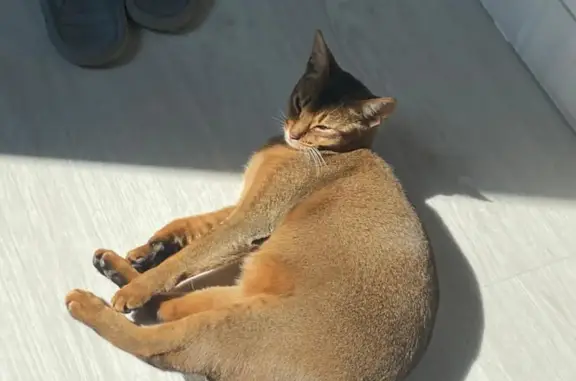 Кошки потеряшки, Малая Шильна, фото: Потеряшка кошка: абессинская порода, Дорожная ул., Малая Шильна