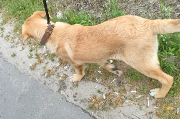 Собака Мальчик 5-6 мес. найдена на Носовихинском ш., Ликино-Дулёво