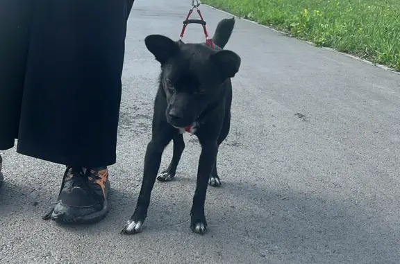 Собака с ошейником найдена на Ленинградском проспекте, 49Б
