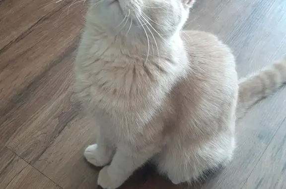 Кошки потеряшки, Новосибирск, фото: Потеряшка кошка, Бледно-рыжий котик, 4 года. Рельсовая улица, 7, Новосибирск