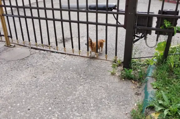 Найдена рыжая собака на ул. Ленина, Лыткарино