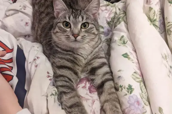 Кошки потеряшки, Ярославль, фото: Потеряшка котик в районе ул. Лермонтова, Ярославль