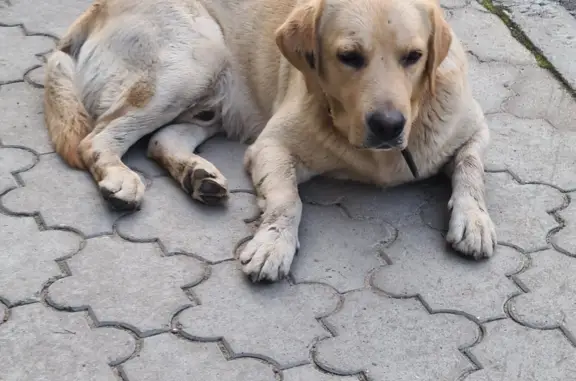 Собака с ошейником найдена на Московском проспекте 145А, Воронеж