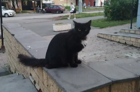 Найдена кошка, ул. Татьяны Барамзиной, 12А, Ижевск