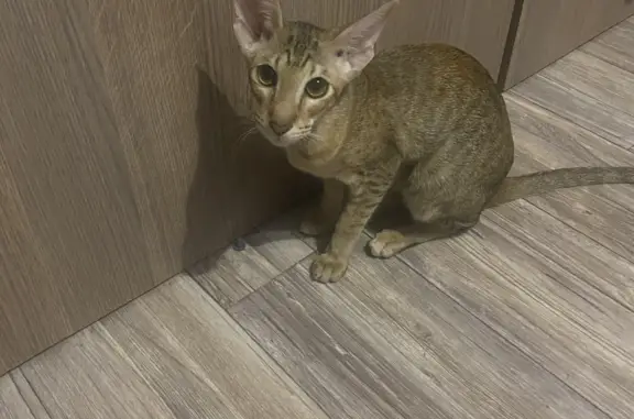 Кошки потеряшки, Новосибирск, фото: Потеряшка кошка Котенок, Двинская улица, 37, Новосибирск