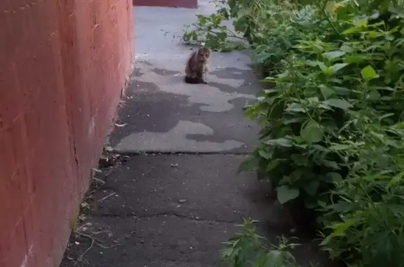 Найден котик на 2-й Останкинской улице, 2, Москва