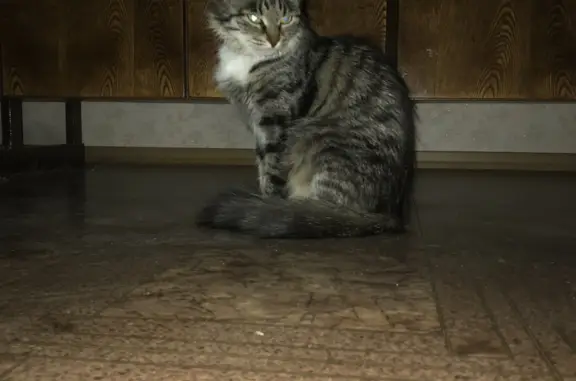 Кошки потеряшки, Ярославль, фото: Потеряшка кошка Бася, Школьный проезд, 4, Ярославль