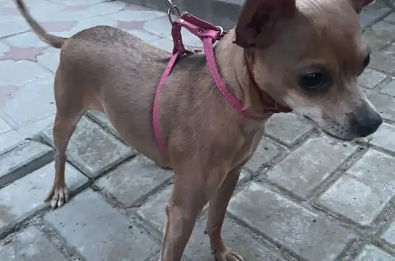 Найдена собака без зубика и проблемами с глазками на ул. Фрунзе, 100