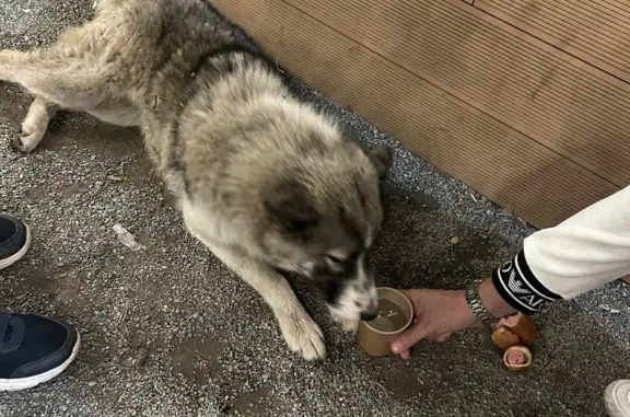 Собака найдена: добрый, ухоженный, ул. Аношкина, 10, Челябинск