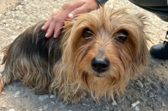 Найдена собака на Морской улице