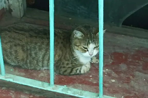 Найдена кошка: Боевая ул., 63, Астрахань