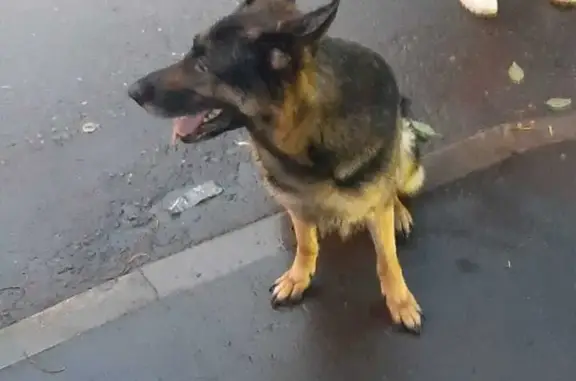Собака Немецкая овчарка найдена на Коптевской улице, Москва