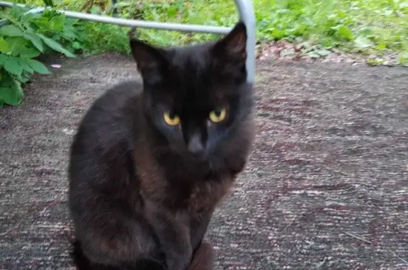 Найдена чёрная кошка на Бибиковской ул., 33