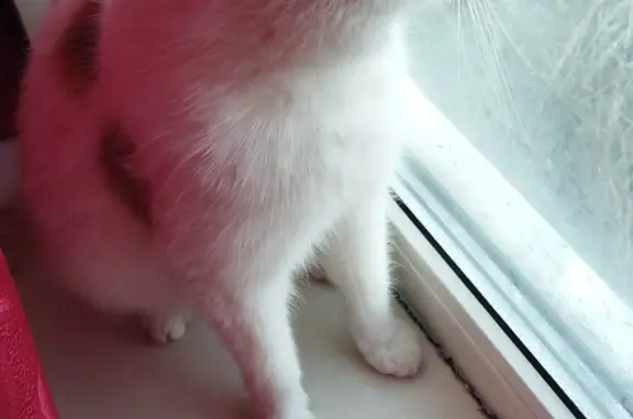 Пропала белая кошка с рыжими пятнами, Октябрьская улица 19