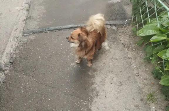 Потерянная собака на ул. Сергея Шило, 192, Таганрог
