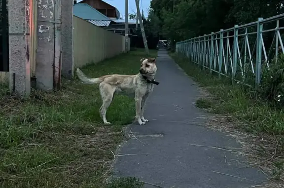 Собака найдена на Школьном бульваре, 1, Кемерово
