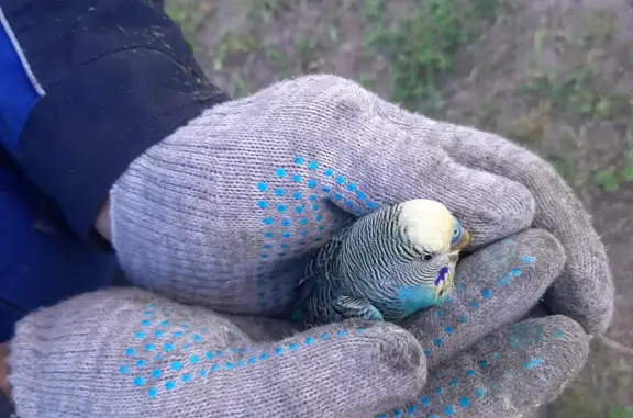 Найден попугай бирюзового цвета в Московской области