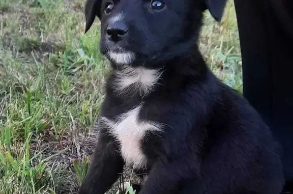 Найден малыш-собака в Тевризе, Омская область