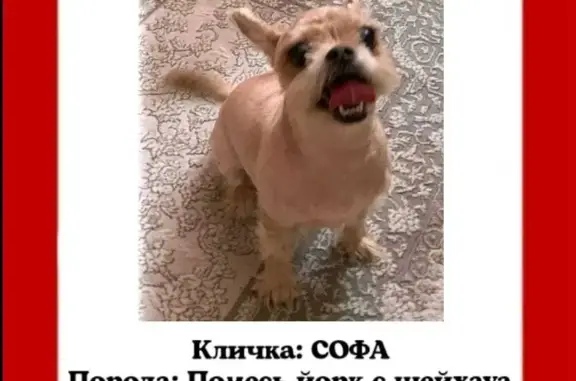 Пропала собака Софа, 2-я Солнечная ул., 48, Омск