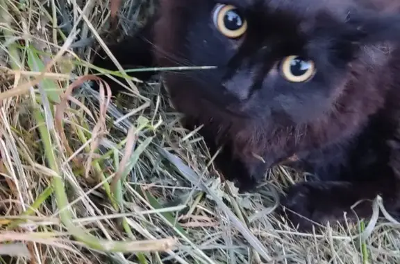Найден черный кот на Заводской 5А, Братск