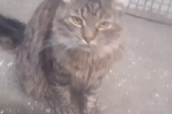 Найдена кошка: молодой кот, порода сибиряк, адрес - Заводская 11, Ивантеевка