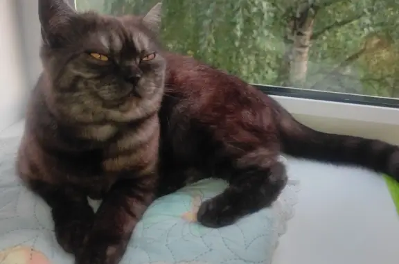 Пропала кошка в Вологодской области