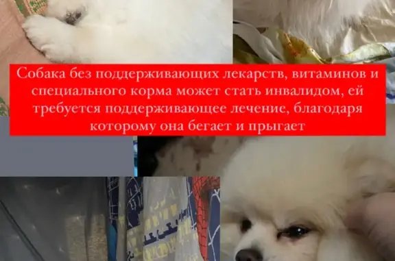 Пропала белая померанская собака, ул. Менделеева, 54, Уфа