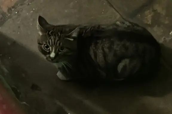 Найдена кошка возле алко-маркета ДИЛАН на Народном проспекте