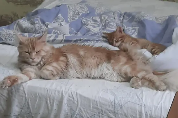 Кошки потеряшки, Санкт-Петербург, фото: Потеряшка майкун Марсик, Стачек 29, СПб