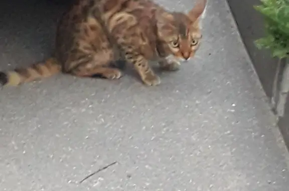 Найдена кошка: Лермонтовский пр.д.49, Адмиралтейский район