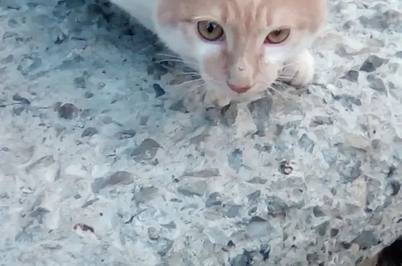 Найдена кошка: рыжий окрас, Маневровая ул., 36А, Екатеринбург