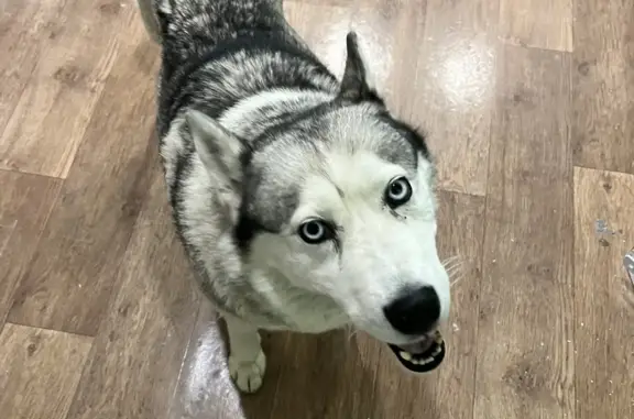 Собаки потеряшки, Тюмень, фото: Потеряшка собака хаски возле ошейника, Центральная улица, Тюмень