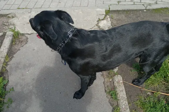 Найдена собака: ул. Дзержинского 44, Калининград