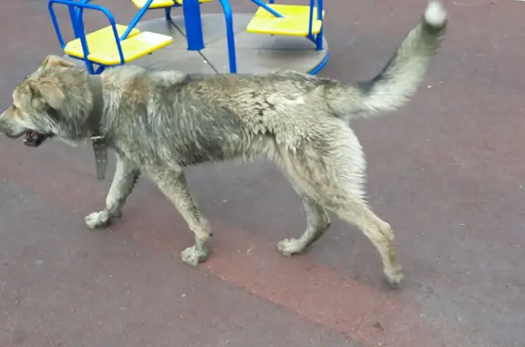 Собака с брезентовым ошейником на бульваре Мартынова, 4, Омск