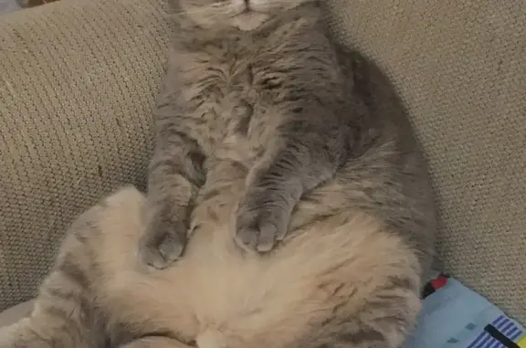 Кошки потеряшки, Ярославль, фото: Потеряшка вислоухая кошка, ул. Маланова, 8, Ярославль