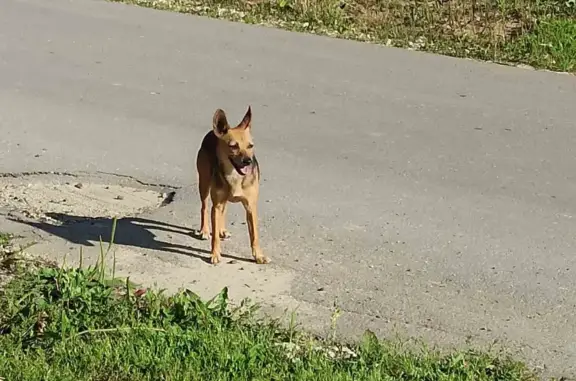 Потерянная собака в Горелово, г. Бор