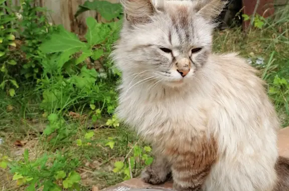 Найдена кошка на Славянской ул., 16, Челябинск