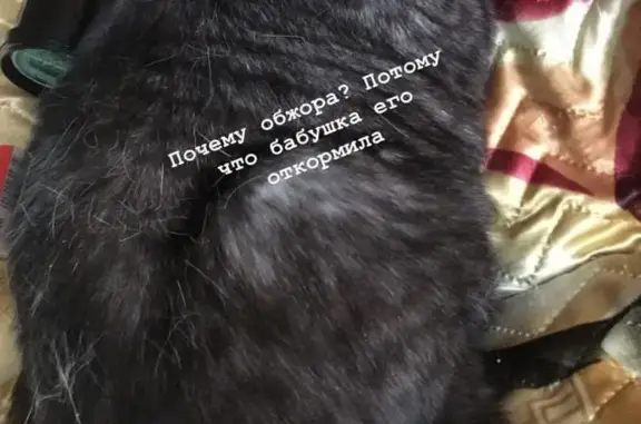 Пропала кошка Жорик, 4-я улица, 29, Тюбукское