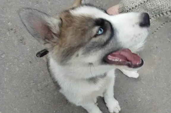 Собака найдена: Тула, Мясново, с ошейником