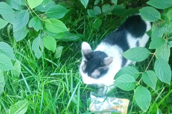 Найдена кошка на Учительской ул., СПб