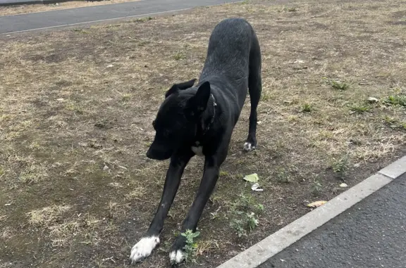Найдена домашняя собака на Краснококшайской, 125, Казань