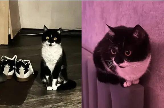 Кошки потеряшки, Москва, фото: Потеряшка кошка 