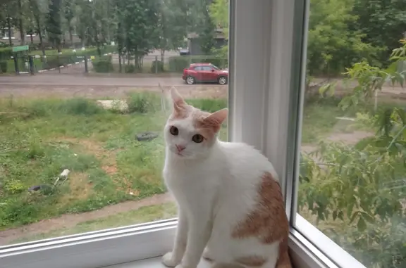 Кошки потеряшки, Ярославль, фото: Потеряшка кошка на Тутаевском шоссе, 53, Ярославль