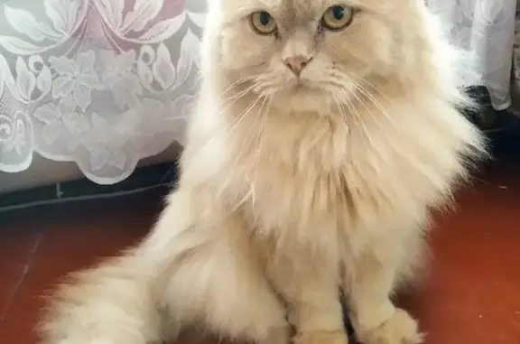 Пропала кошка: персиковый кот, ул. Маяковского