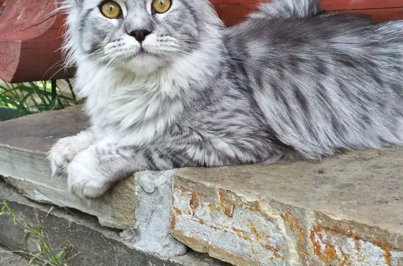 Пропала беременная кошка Мейн-кун в Манском, Красноярск