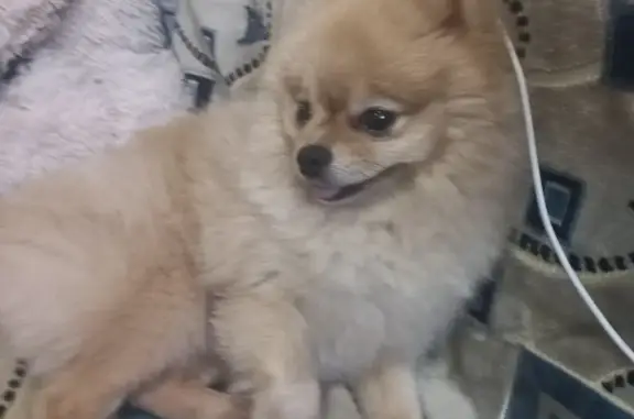 Собаки потеряшки, Нижний Новгород, фото: Потеряшка собака Оскар на пр. Ленина, 30 к7, Нижний Новгород