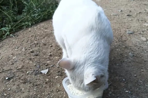 Найдена кошка Кот, белый с шрамами, ул. Гончаренко, 83, Челябинск