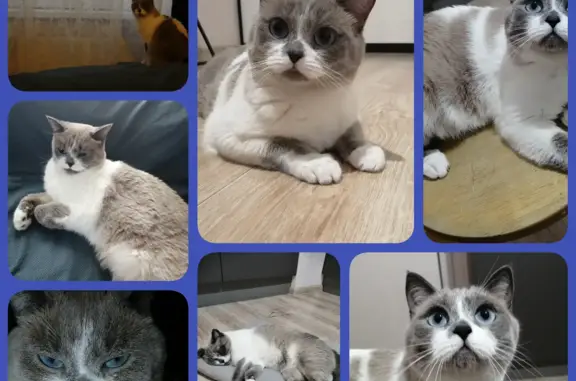 Кошки потеряшки, Новосибирск, фото: Потеряшка кошка Мила: ул. Петухова, 105, Новосибирск